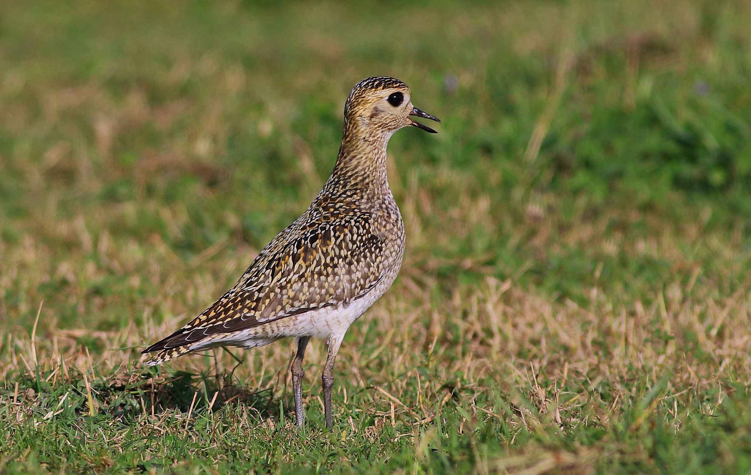 European Golden-Plover